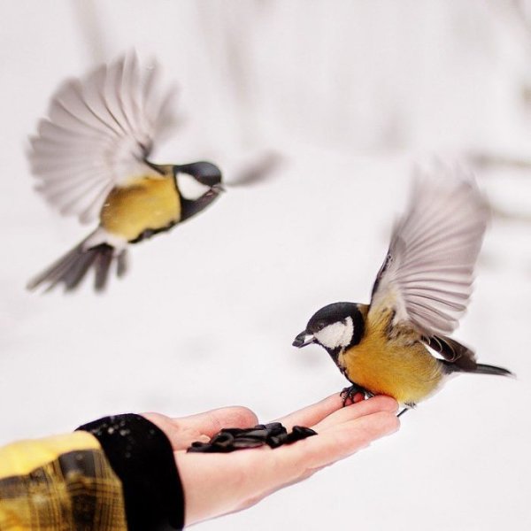 Зиновий и Зиновия Синичкин день 12 ноября