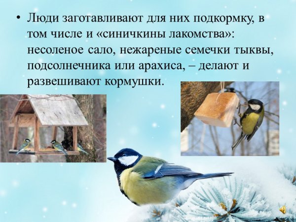 Синичкин праздник 12 ноября