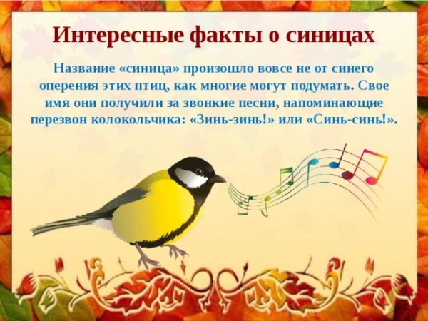 Интересные факты о синицах