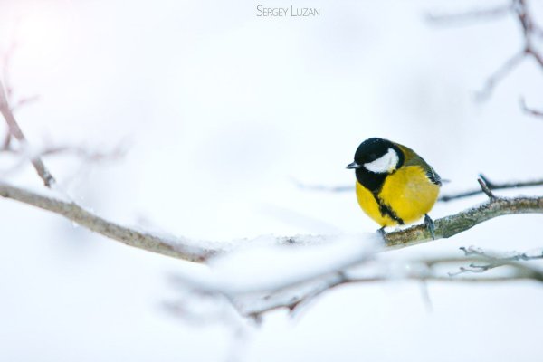 Фон ко Дню синички