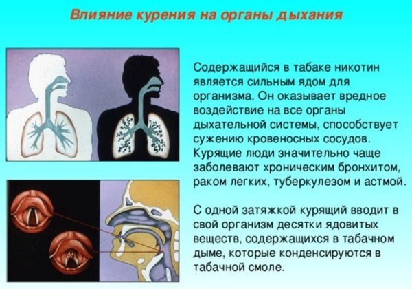 Влияние табакокурения на дыхательную систему организма человека