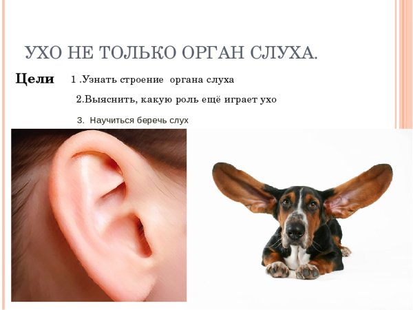 Уши орган слуха презентация