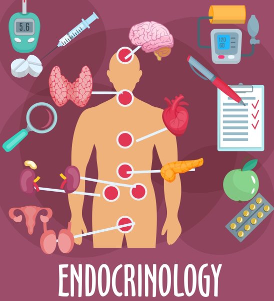 Врач эндокринолог