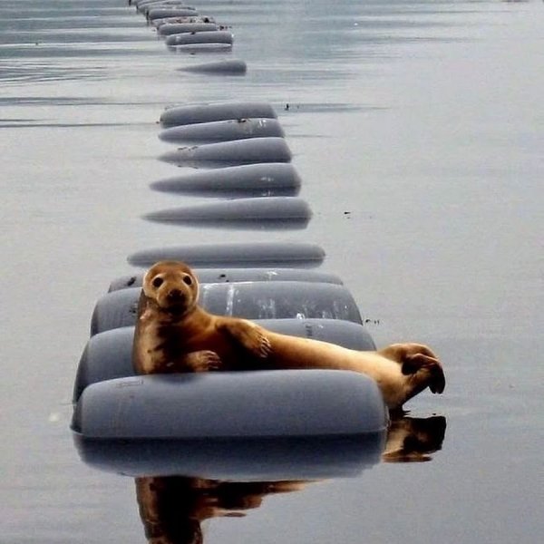 Морской котик юмор