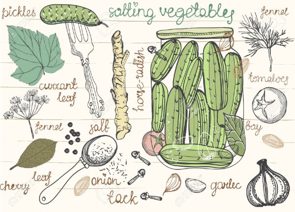 Маринованные огурцы рисунок