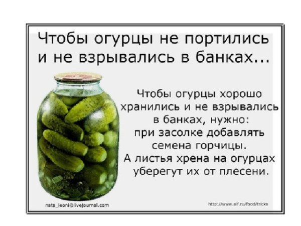 Соленые огурцы в трехлитровой банке