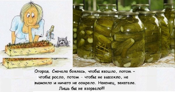 Прикольные заготовки на зиму