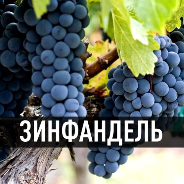 Зинфандель сорт винограда
