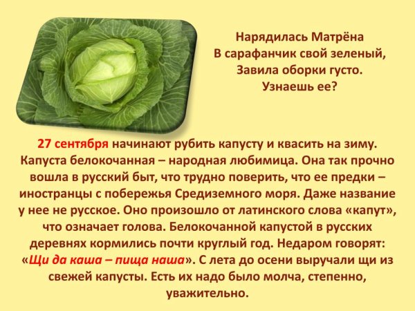 Стихи про капусту прикольные