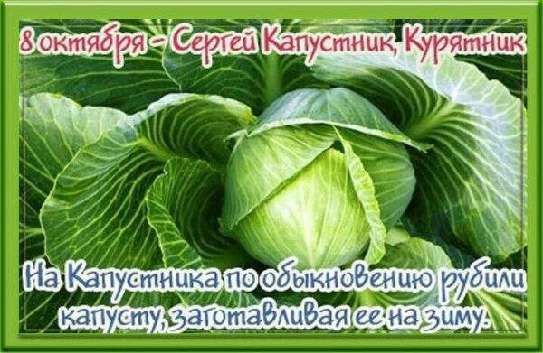 8 Октября день Сергея капустника