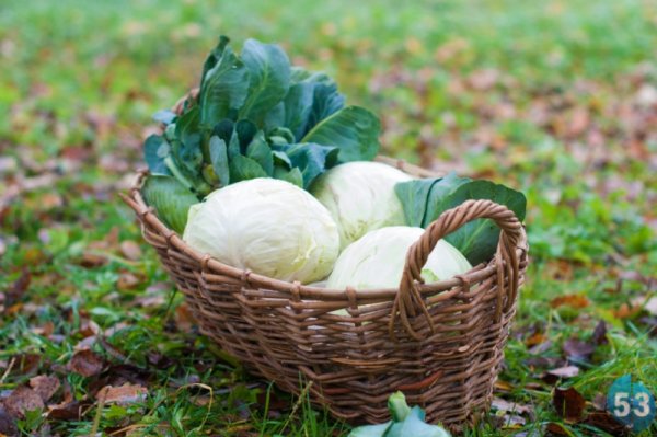 Сергей капустник