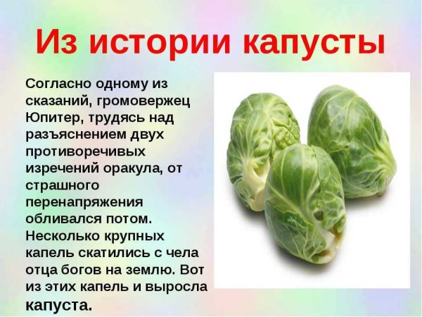 Капуста для презентации