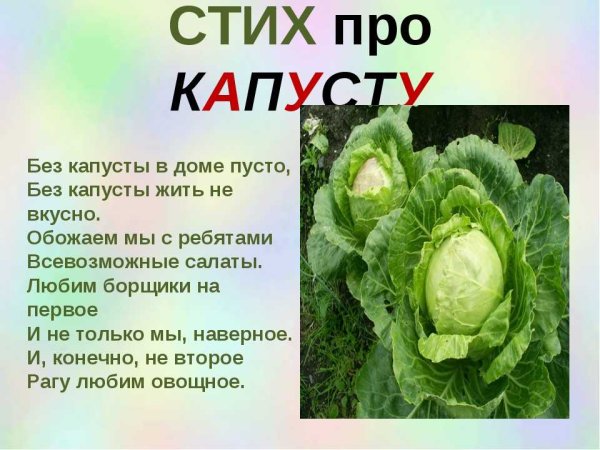 Стих про капусту для детей