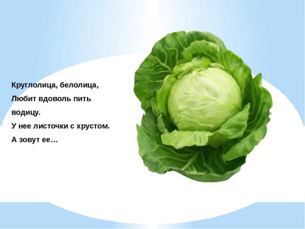 Загадка про капусту для детей
