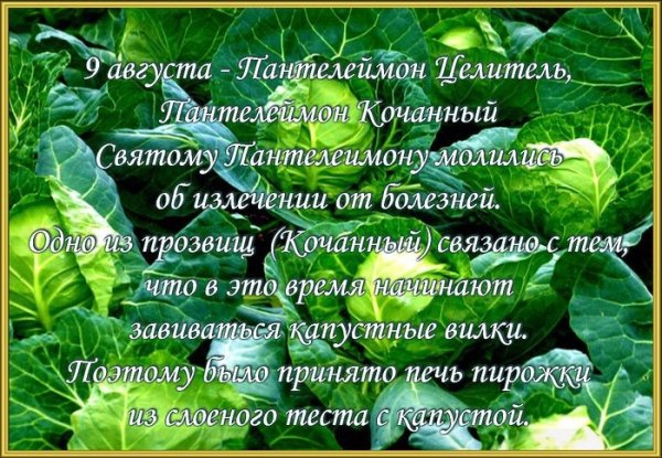 Пантелеймон кочанный