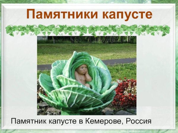 Факты о капусте