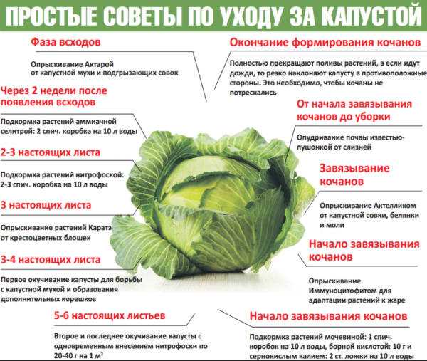 Схема подкормок капусты белокочанной