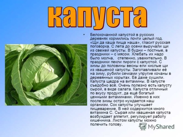 Расскажите о капусте
