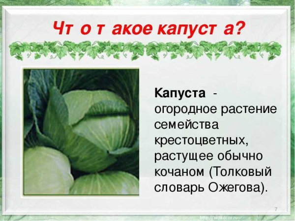 Капуста для презентации