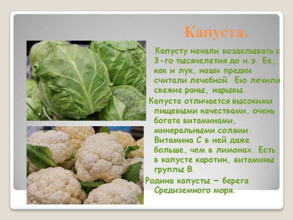 Расскажите о капусте