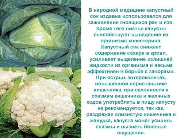 Капуста для презентации