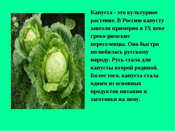 Культурные растения капуста