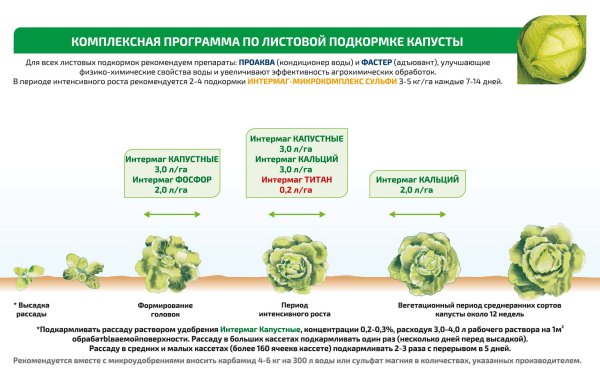 Фазы развития пекинской капусты