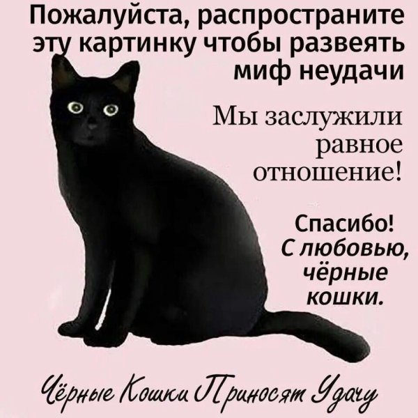 День черного кота