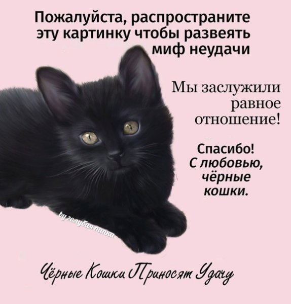 Интересные факты про черных котов