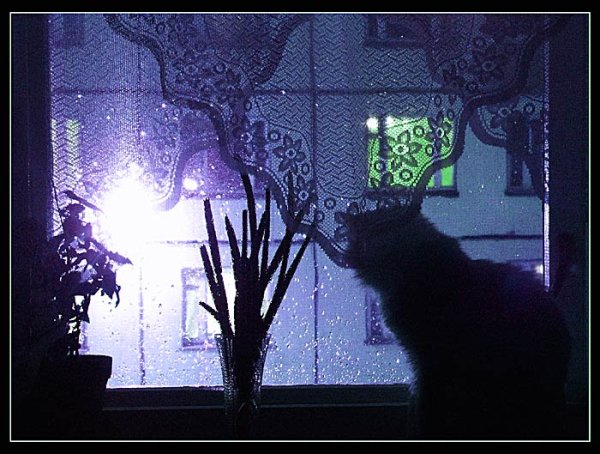 Кот на окне ночью