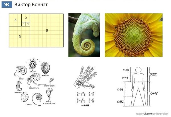 Числа Фибоначчи в строении человека