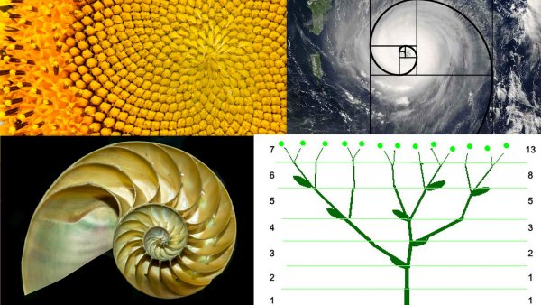 Число Фибоначчи золотое сечение