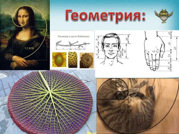 Фибоначчи в природе