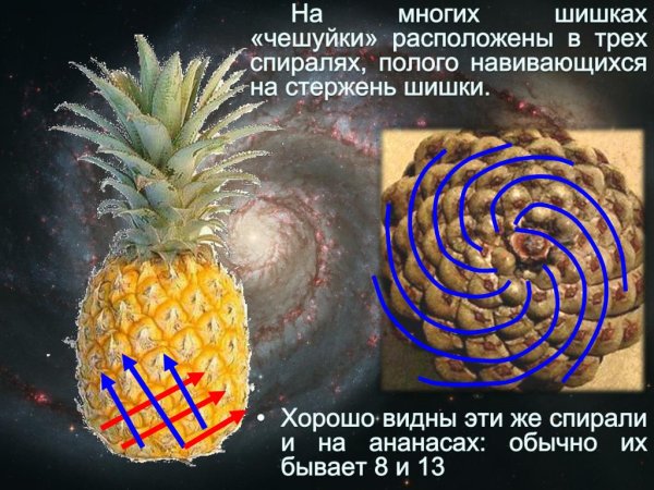 Ананас спираль