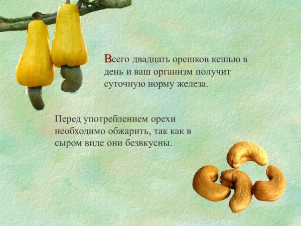 Смешные стишки про орешки