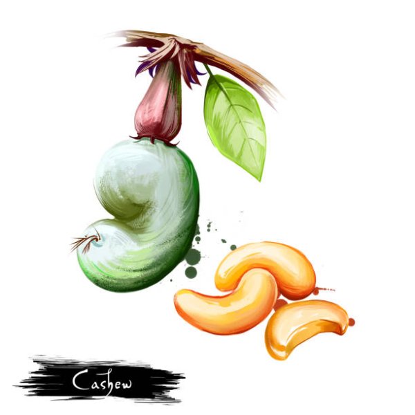 Орехи кешью рисунок