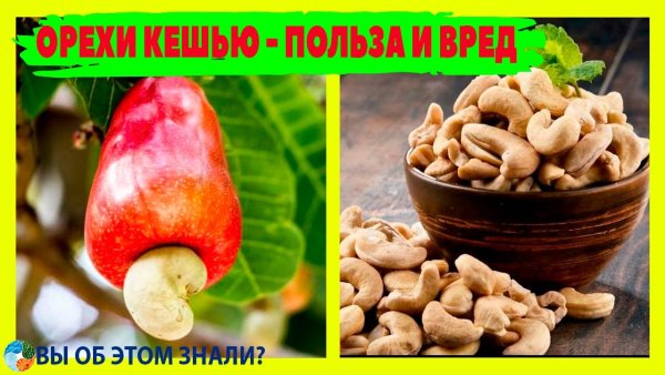Ядовит ли орех кешью