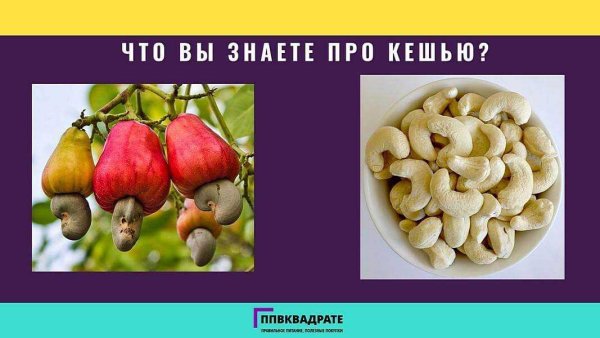 Орехи кешью полезные свойства