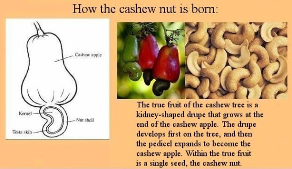 Cashew Apple перевод