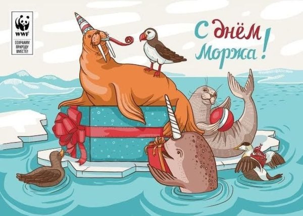 День моржа открытка