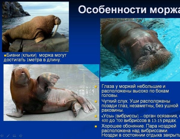 День моржа 24 ноября