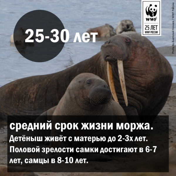 Всемирный день моржа