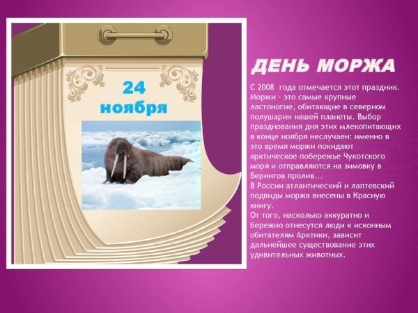 День моржа 24 ноября