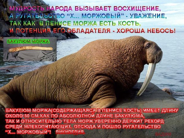 День моржа открытка