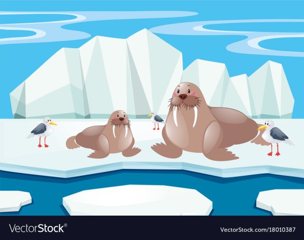 Морж на льдине