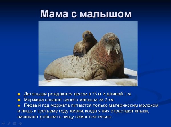 Интересные факты о моржах