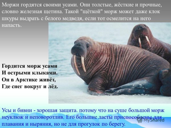Морж картинки с описанием