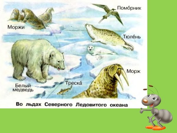 Животные обитающие в Северном Ледовитом океане