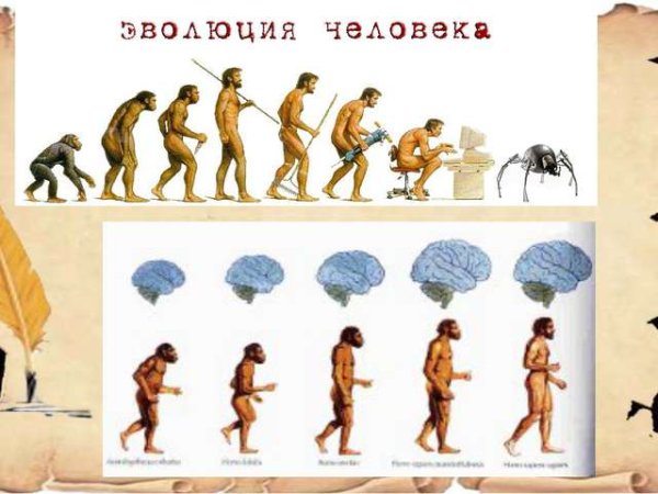 Эволюция развития человека