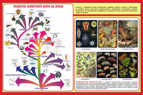 Школьные плакаты по биологии